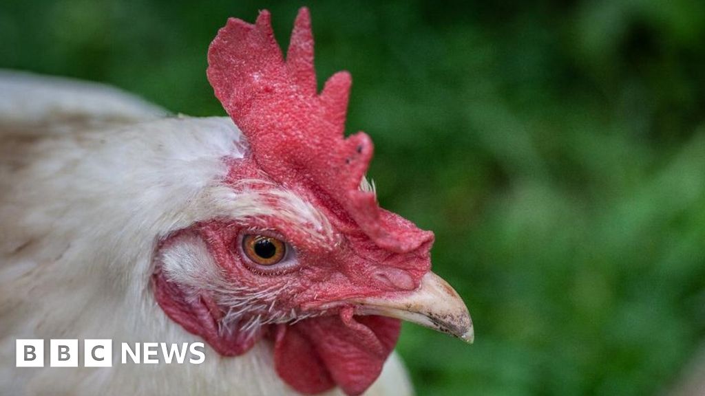 How British chicken got caught in the country's economic storm