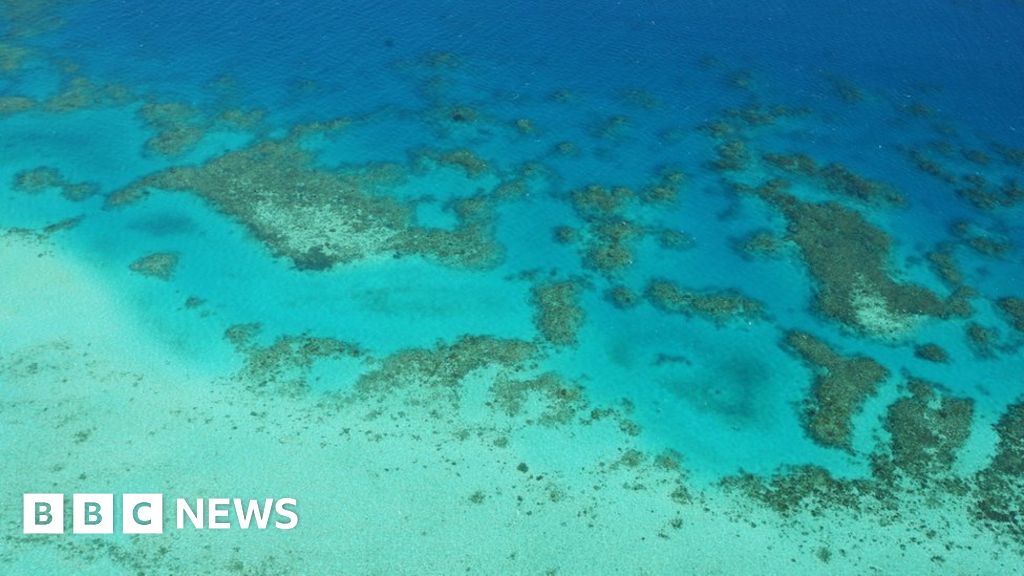 Rising carbon dioxide levels impair coral growth BBC News