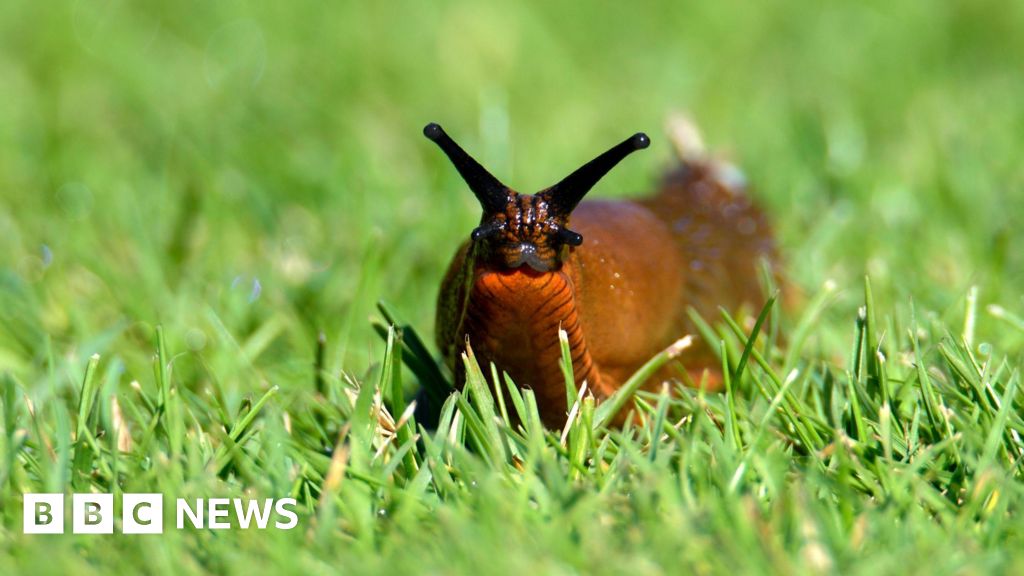 Shropshire researchers appeal to send 1,000 slugs by post