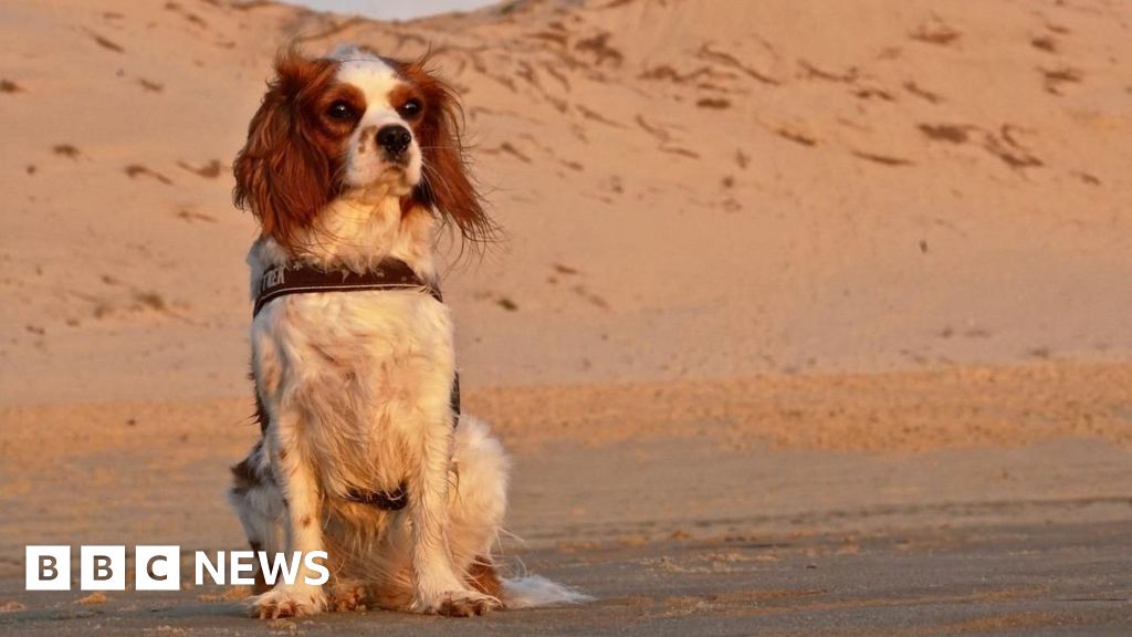 Public to have their say on where dogs can roam in Dorset