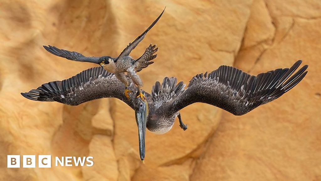 Peregrine Falcon image wins bird photo award