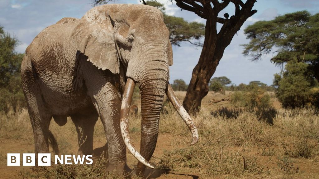 One of Kenya's last big 'tusker' elephants dies aged 50