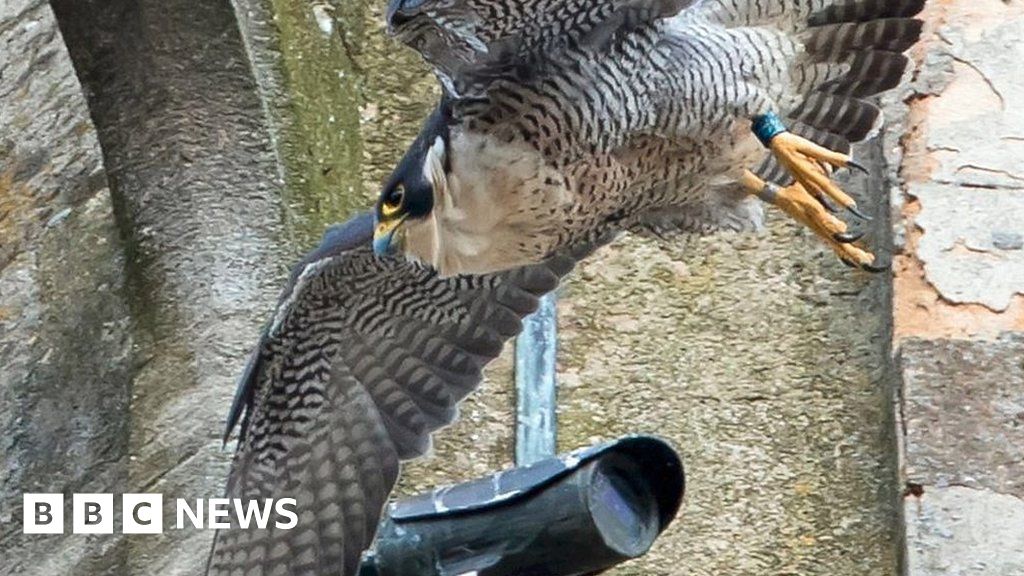 Dramatic End For Peregrine Falcon Chick