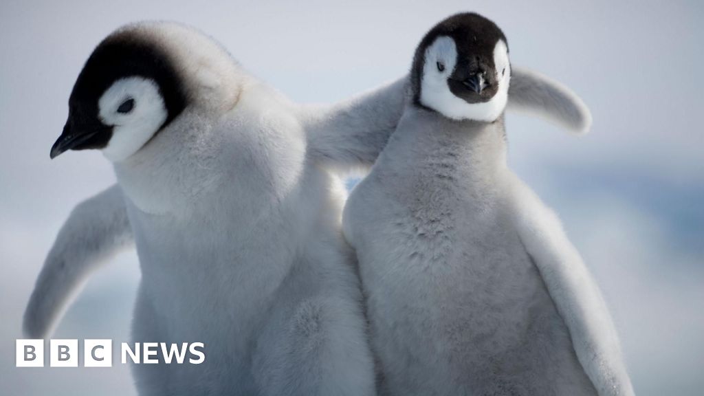 Penguin chicks miraculously survive tearaway iceberg - BBC News