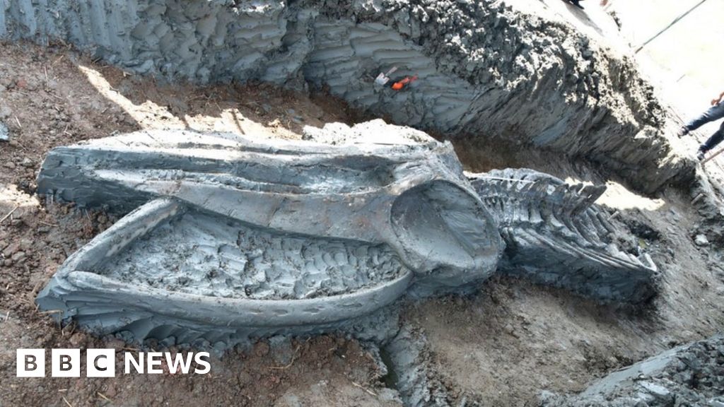 Thailand: Rare whale skeleton discovered