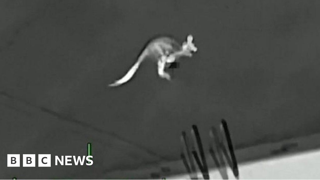Loose kangaroo bounces into trouble by Florida pool