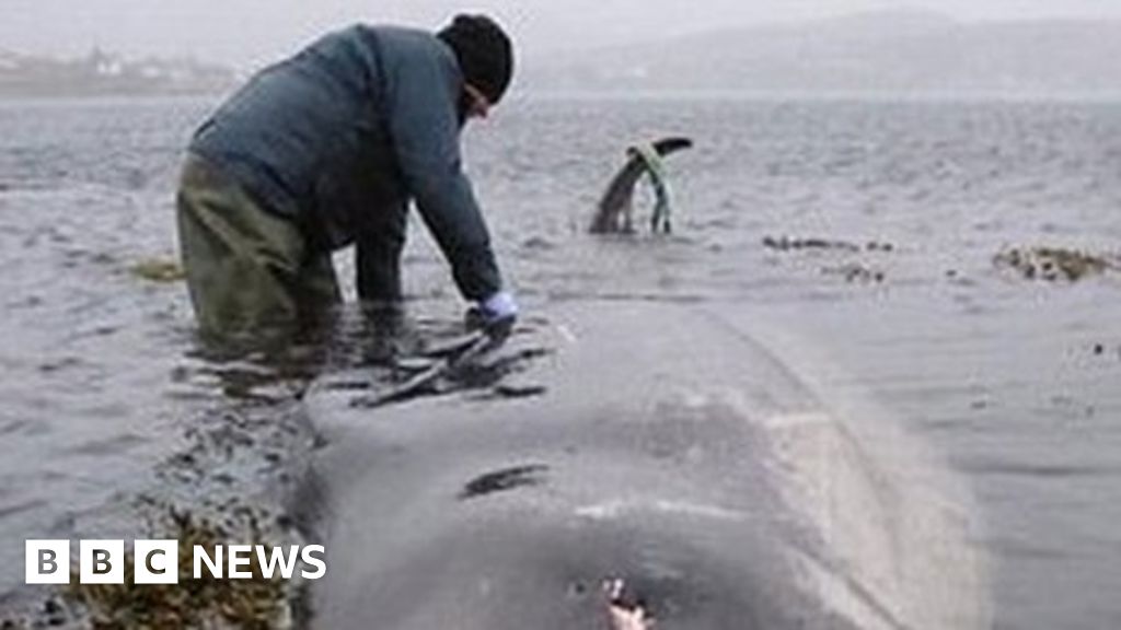 Plastic Bags Found Inside Whale After Stranding On Skye Bbc News