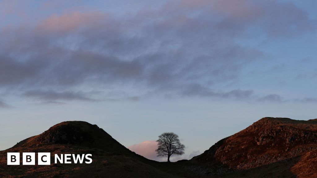 Sycamore Gap tree trunk section back home a year on