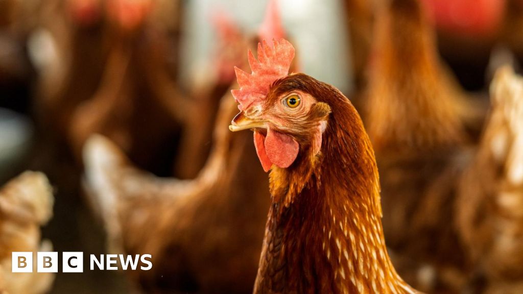 bbc.co.uk - Anttoni James Numminen - Plans for new building to house 20,000 chickens near Filey