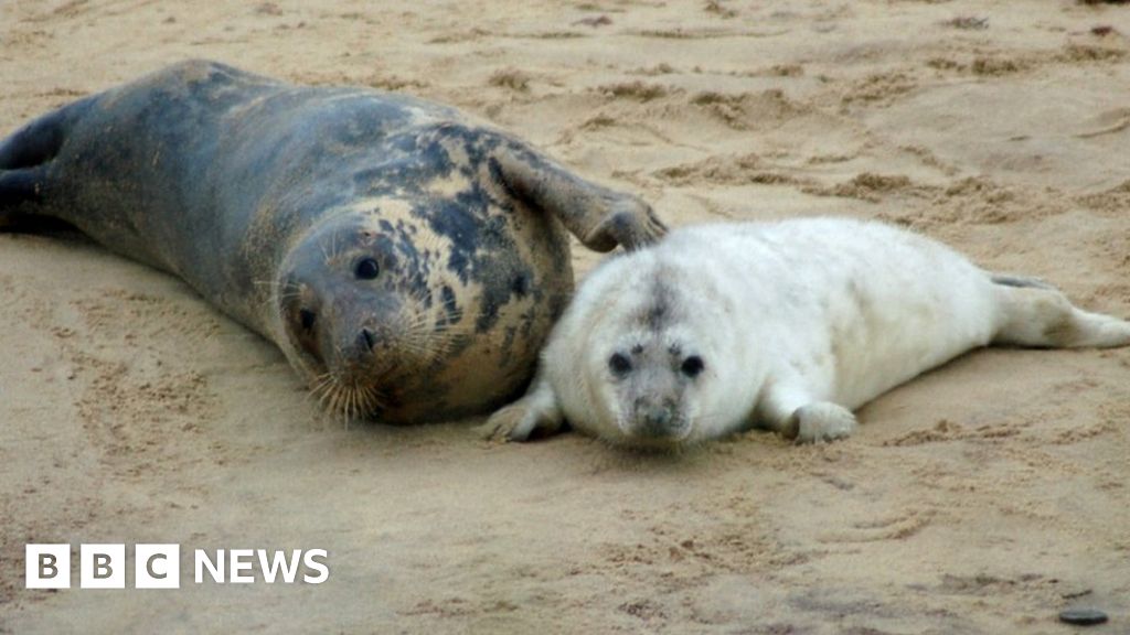 Horsey beach seal births top 1,000 for first time BBC News