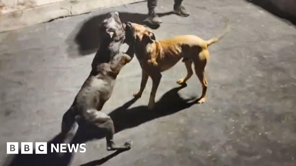 Dog fighting: How an IT mix-up led a BBC investigation to unmask one Europe's biggest dog fighting networks