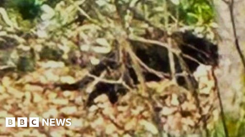 'I know what I saw' - Scotland's history of big cat sightings