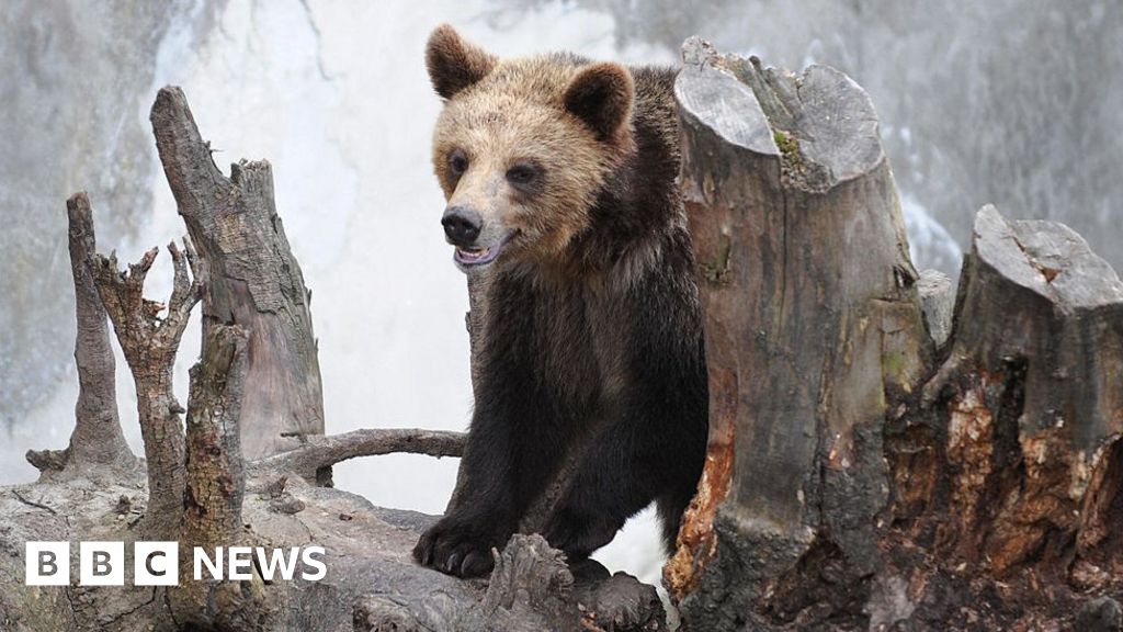Жена почина, след като беше преследвана от мечка в Словакия