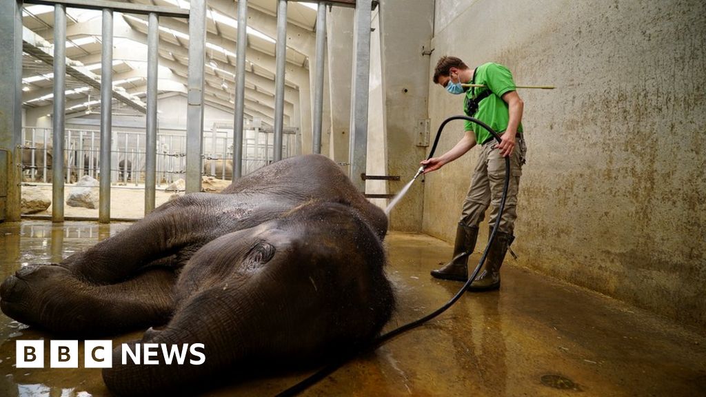 Coronavirus: Belgian zoo comes back to life from lockdown