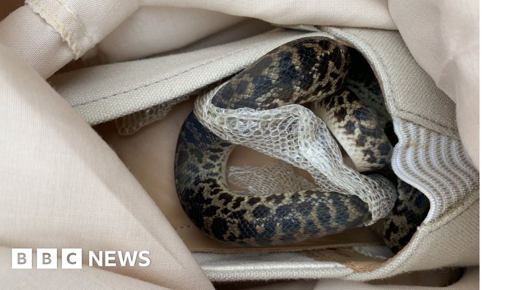 Scottish woman's shock at finding snake in suitcase from Australia