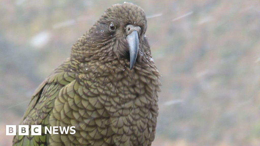 Kea named New Zealand's Bird of the Year BBC News