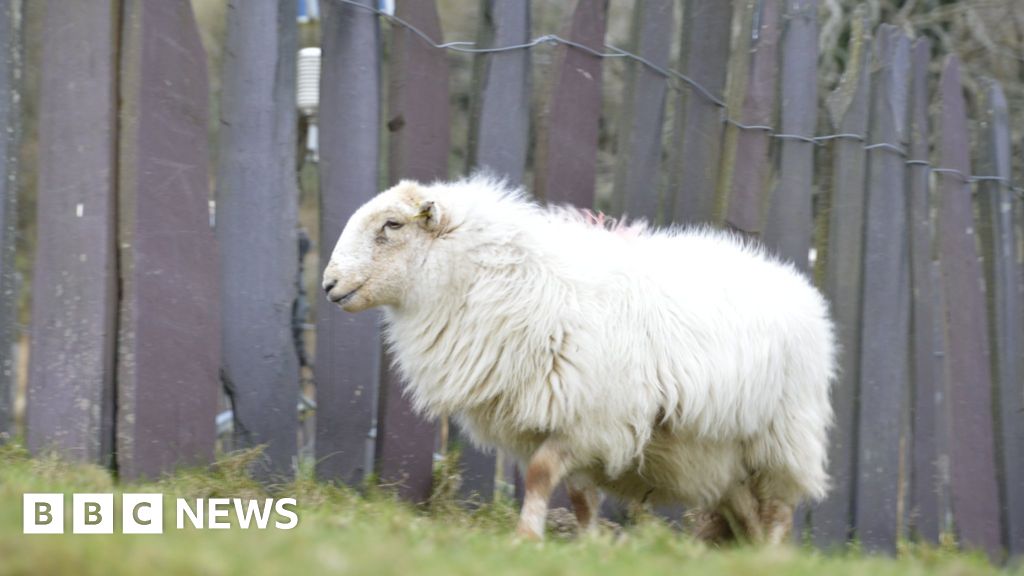 Welsh wool Pledge on wool insulation in public buildings