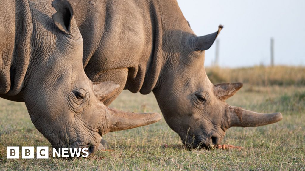 Плодовитост пробивът предложи надежда за спасяването на северния бял носорог