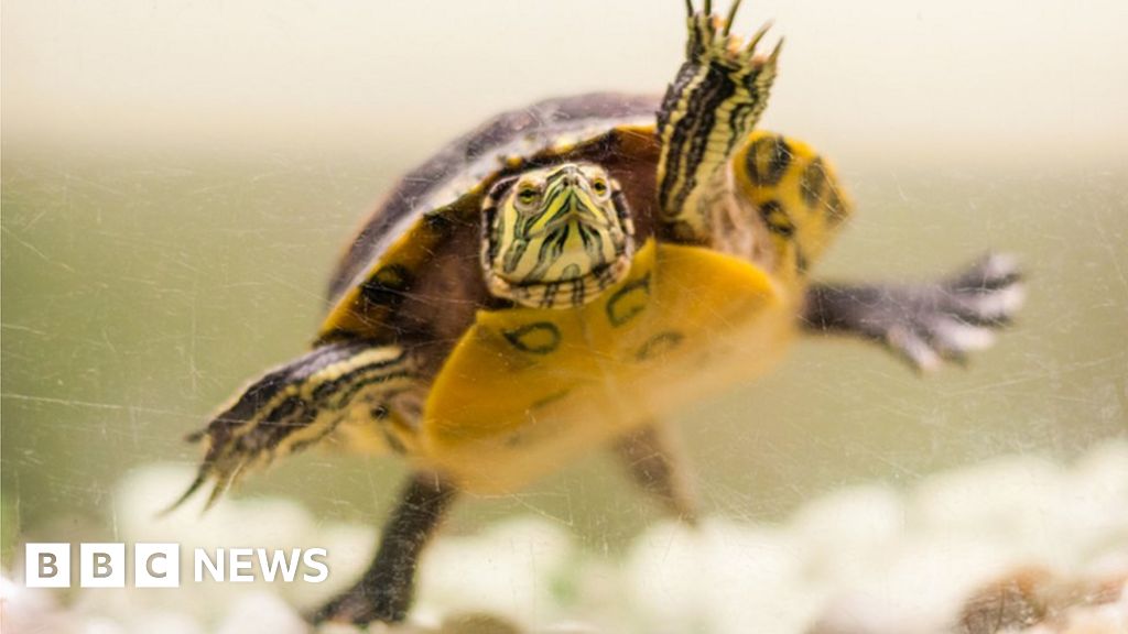 Lincolnshire Wildlife park to host national turtle sanctuary