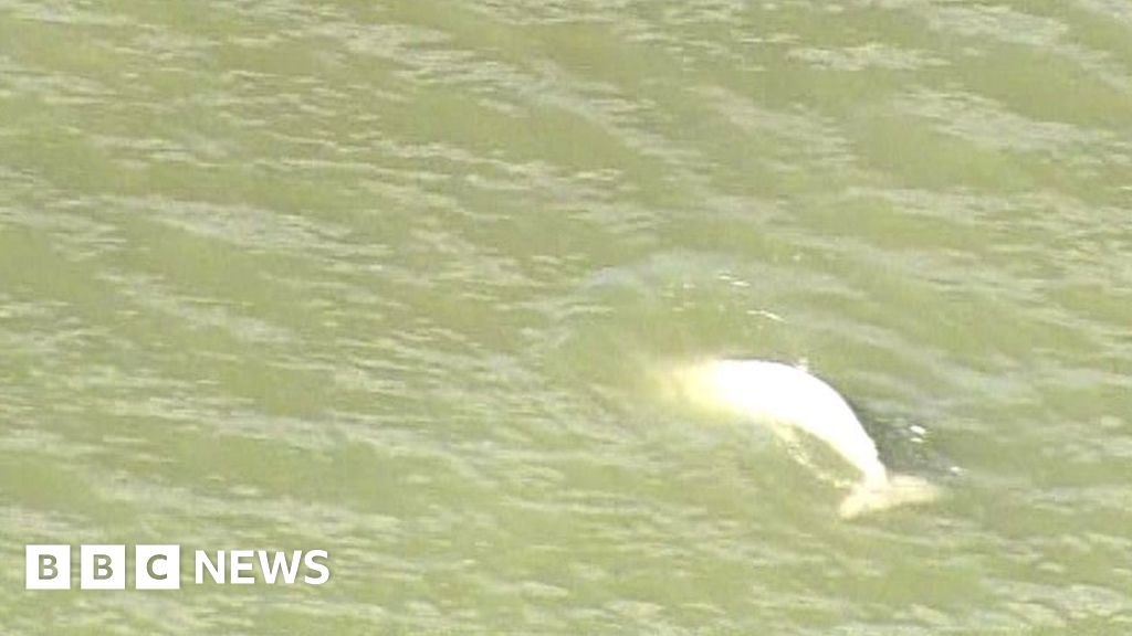 Can you beluga it?