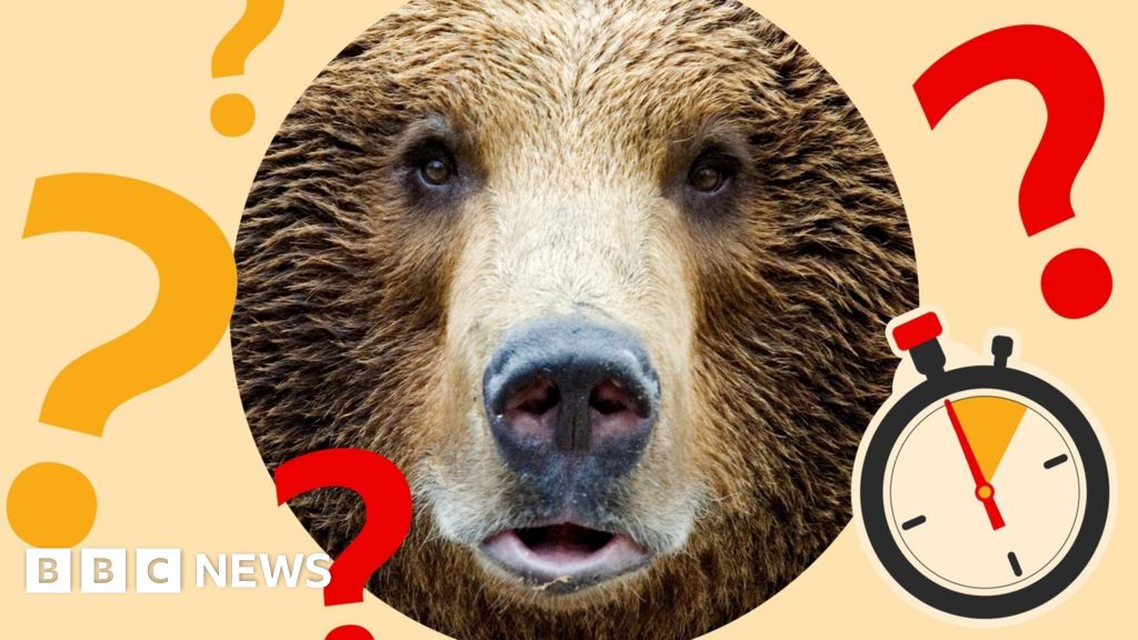 Timed Teaser: Where are the fat bears that made headlines?