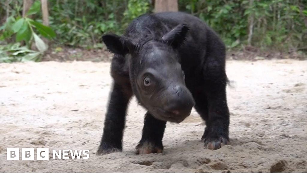 Rare Sumatran rhino born in Indonesia