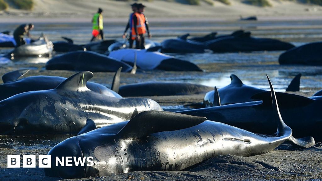 New Zealand whales: Authorities to move 300 carcasses - BBC News