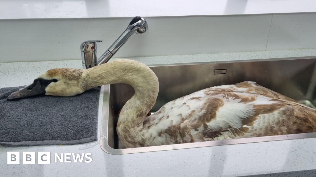 Dogs attack swan in St Ives, rescue centre says – BBC.com