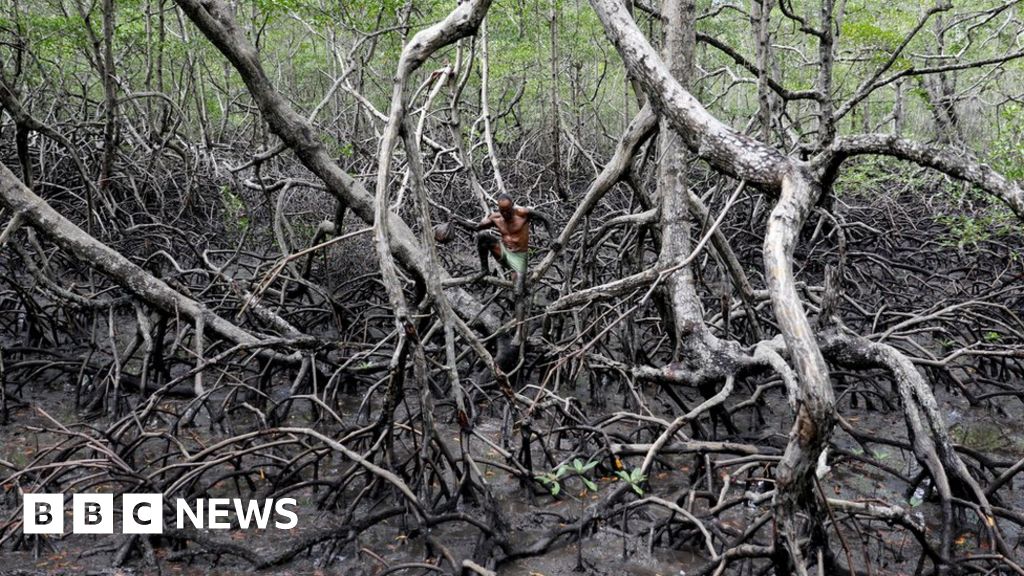 Fishing for crabs in Brazil's mangrove forests