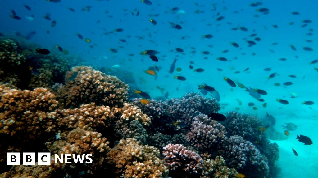 Dying coral reefs 'dull fish senses' BBC News