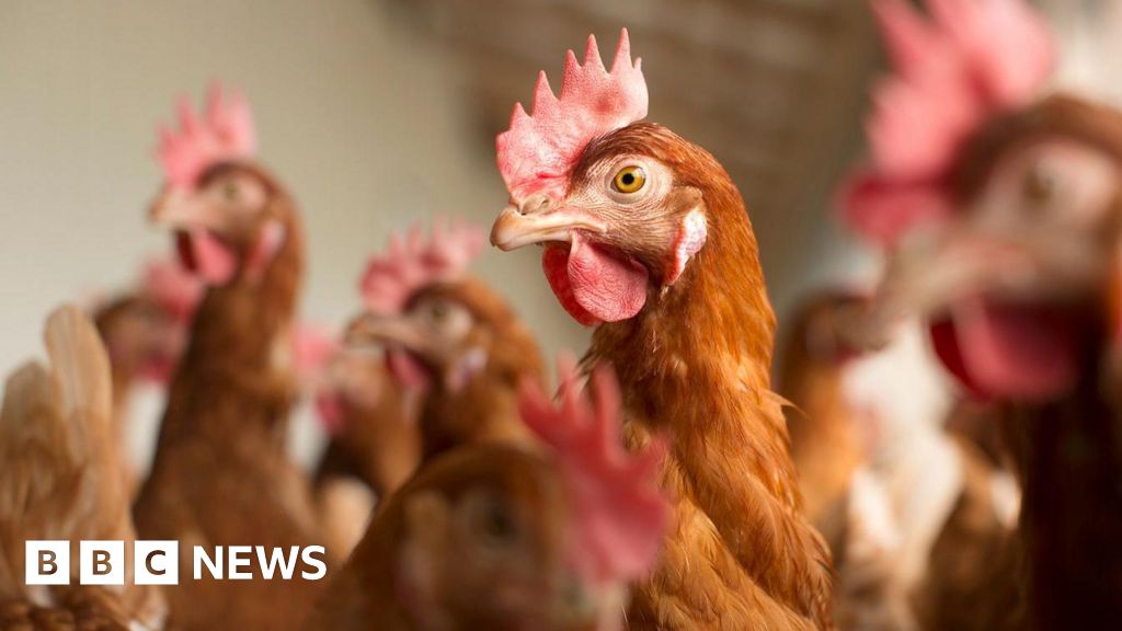 Farmers say bird flu a 'crisis' as egg prices soar