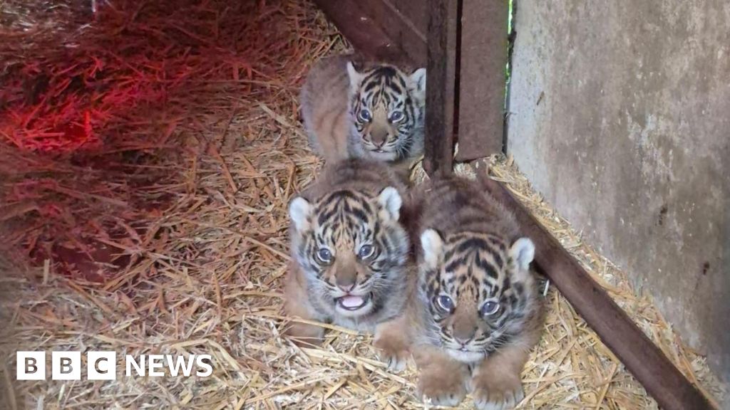 Animal park welcomes four Sumatran tiger cubs
