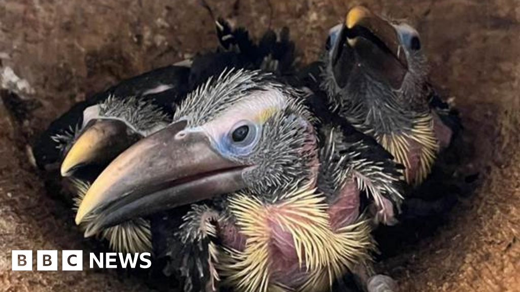 Cornwall’s Newquay Zoo welcomes arrival of araçari toucan chicks