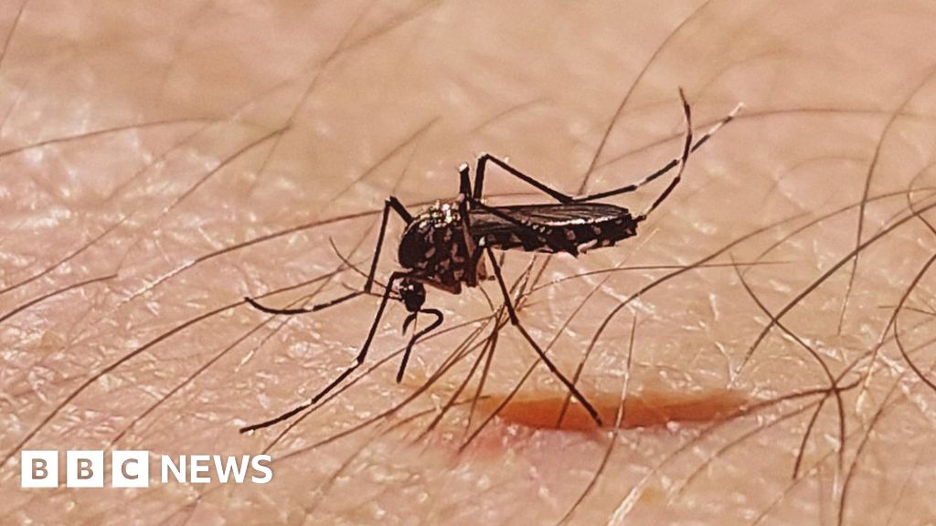 Mosquito-borne disease risk looms for UK