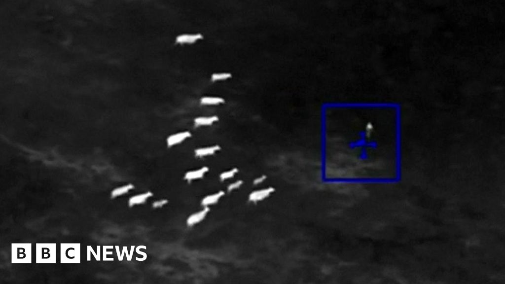 Cows help cops catch car chase suspect BBC News