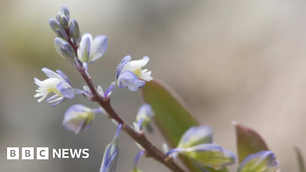 Rare plant makes comeback from brink of extinction
