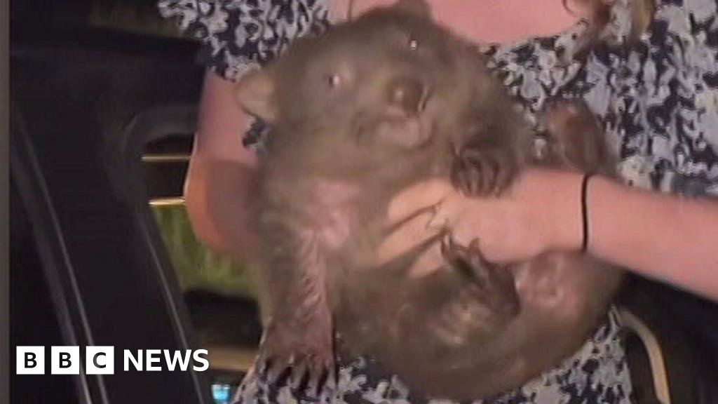 The Baby Wombat diraih oleh influencer di baris Australia … dalam 60 detik