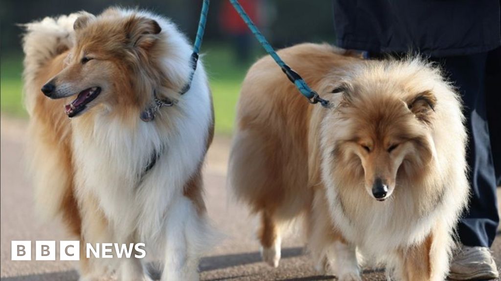 Dogs arrive for Crufts 2026 - in pictures