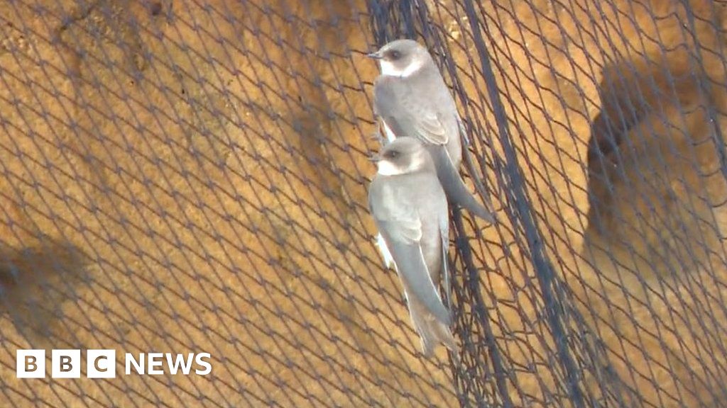 Bacton sand martin cliff nets to be partially removed