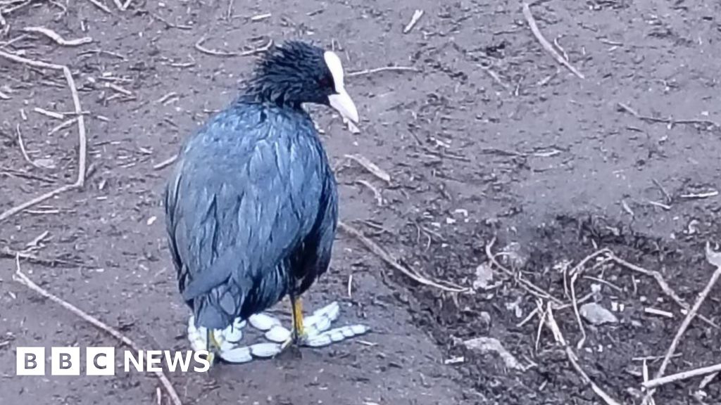 Wildlife hit as River Wandle polluted by diesel