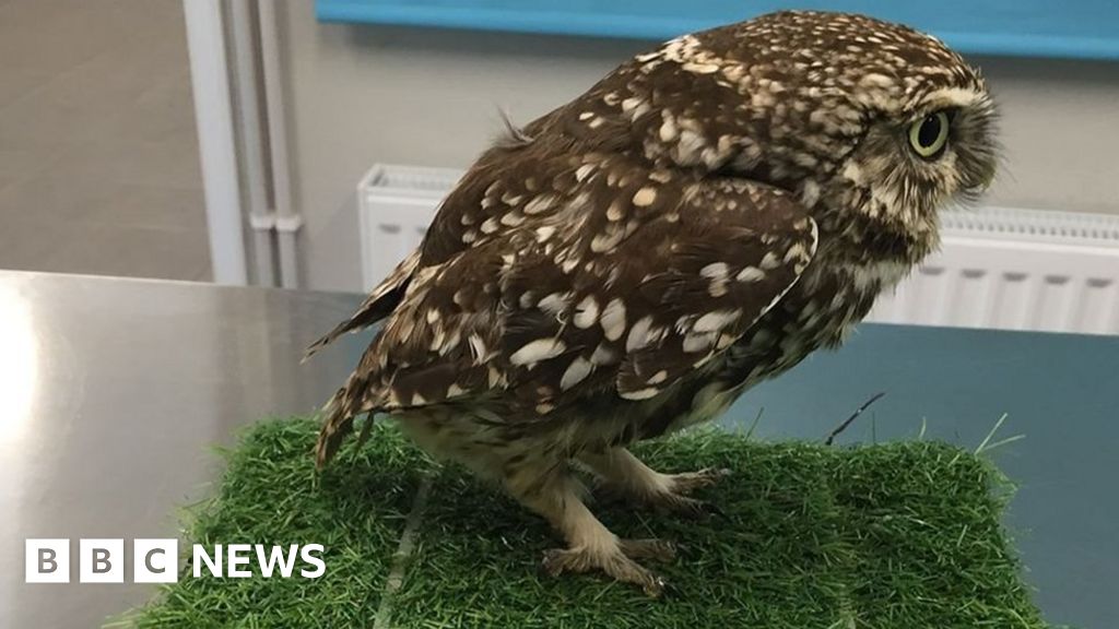 Rescued Owl Was 'too Fat To Fly', Suffolk Sanctuary Says