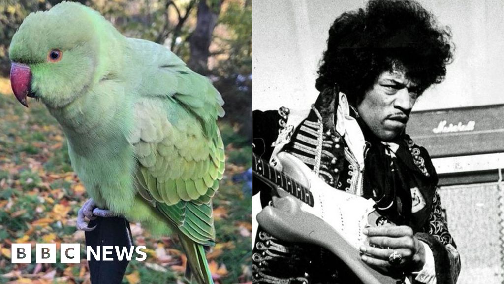 Hendrix? Hepburn? Study busts myths about origins of UK's parakeets, Science