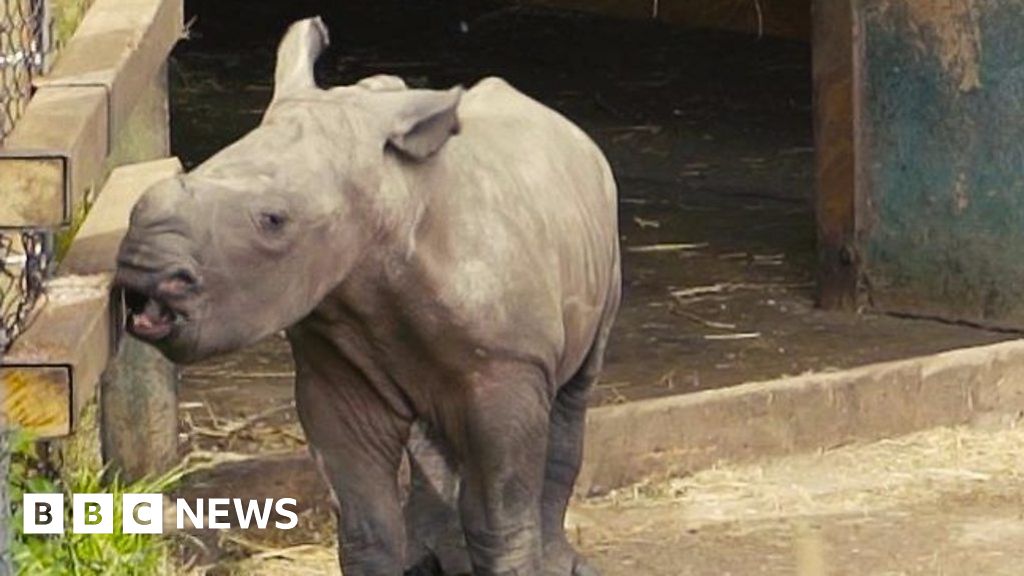 Baby rhino weighs in at 11 stone at West Midlands Safari Park