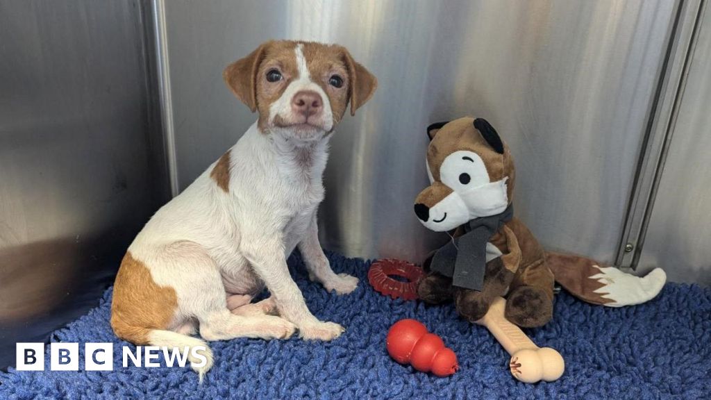 RSPCA Investigates Abandonment of Six Puppies in Norfolk