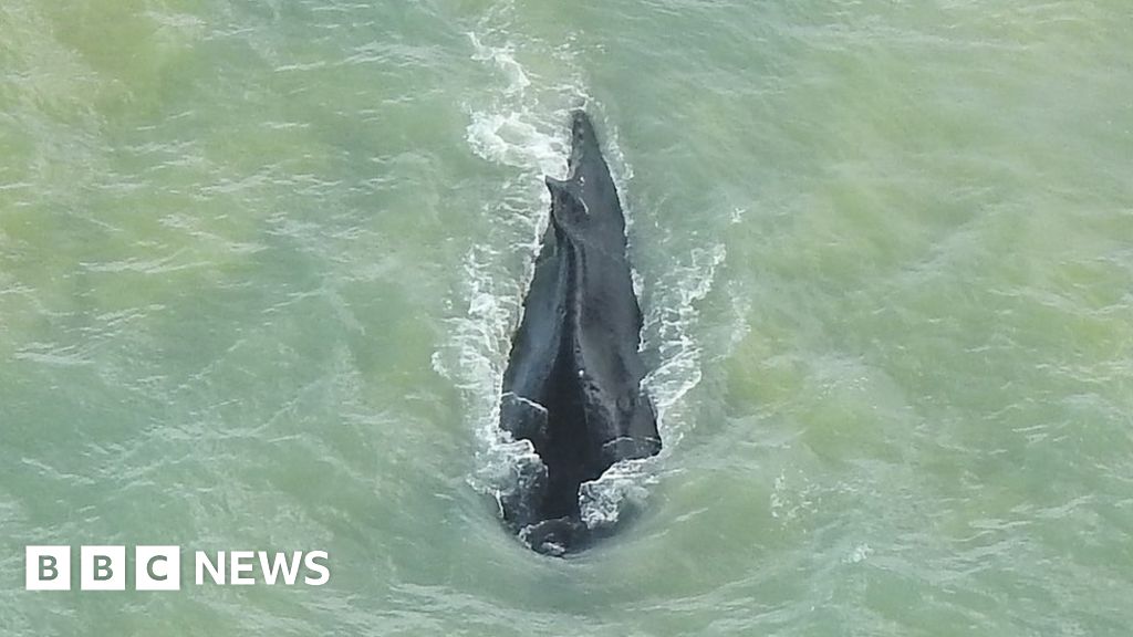 Humpback whale finds escape from Australian crocodile river
