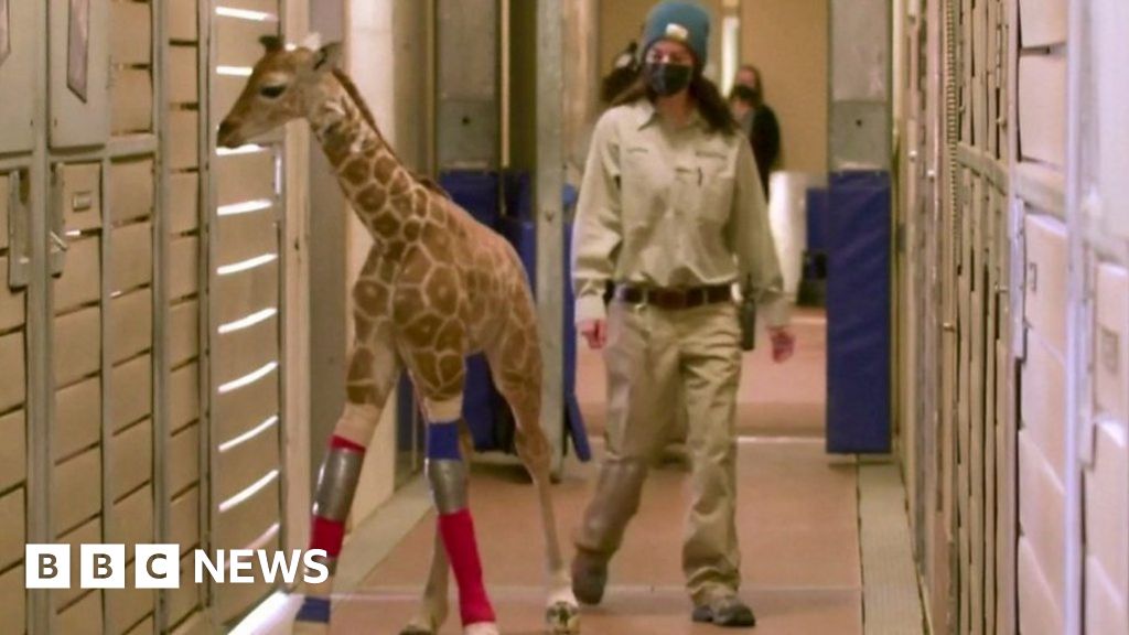 Custom-made brace helps heal baby giraffe