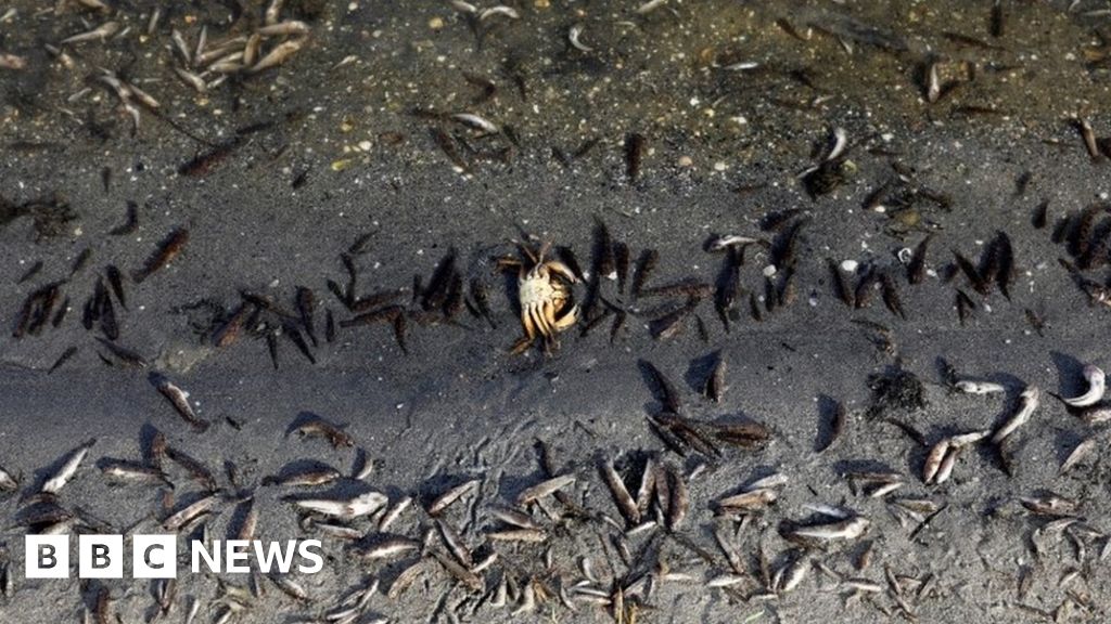 Mar Menor: Tonnes of dead fish wash up on Spanish lagoon's shores