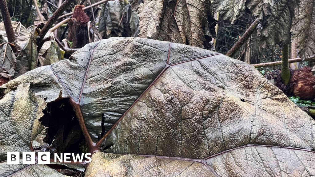 Plymouth garden waste collection registration opens BBC News