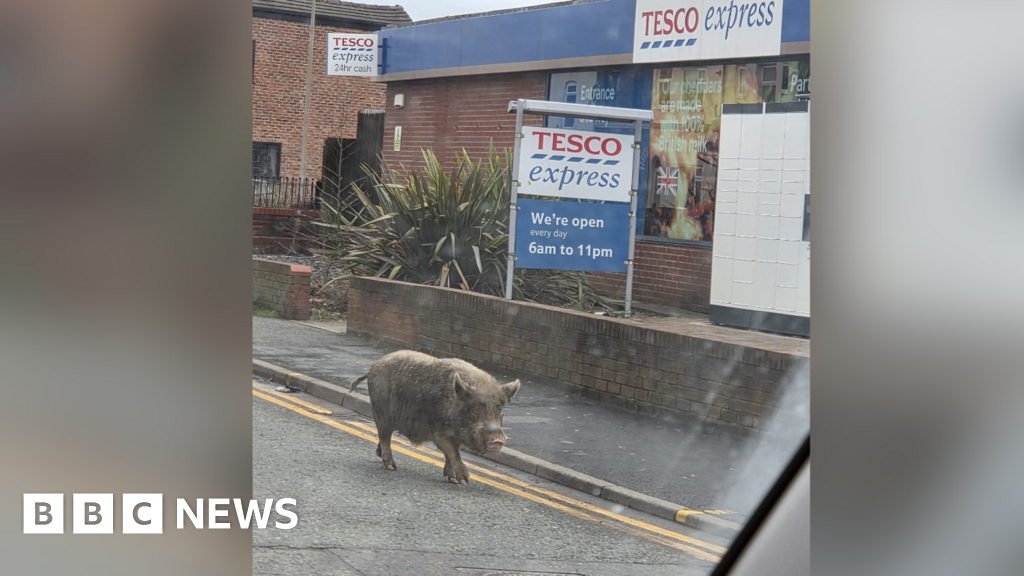 Pot-Bellied Pig trotting past Poolstock Tesco halts traffic | Manchester News