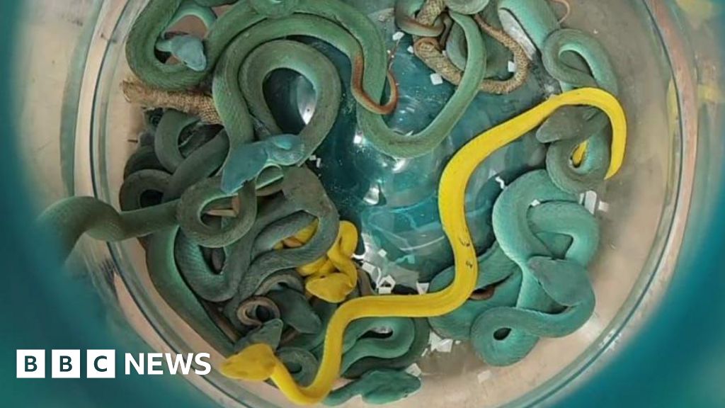 India: Man arrested with dozens of venomous vipers at Mumbai airport